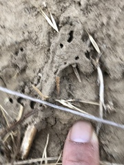 Diadasia bituberculata