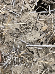 Diadasia bituberculata