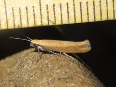 Ypsolopha