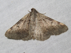 Frederickia disparcata
