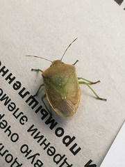 Acrosternum breviceps