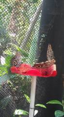 Caligo telamonius memnon