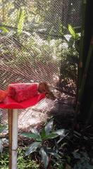 Caligo telamonius memnon