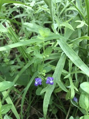 Scutellaria potosina