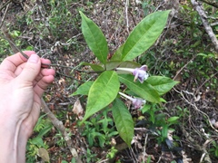 Psychotria urbaniana