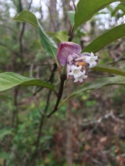 Psychotria urbaniana