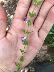 Scutellaria potosina