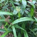 Scleria latifolia - Photo (c) ColinDJones,  זכויות יוצרים חלקיות (CC BY-NC), הועלה על ידי ColinDJones