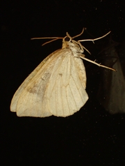 Eulithis populata