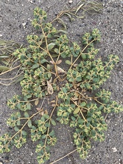 Euphorbia ocellata arenicola