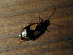 Lebia fuscata