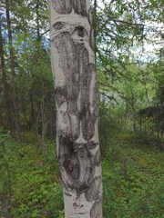 Betula neoalaskana