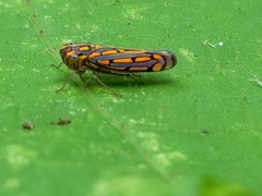 Apogonalia stalii