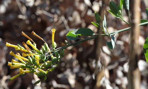 photo of Tree Tobacco (Nicotiana glauca)