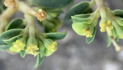 Euphorbia ocellata arenicola