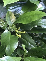 Polyosma cunninghamii