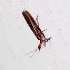 Oligotoma humbertiana