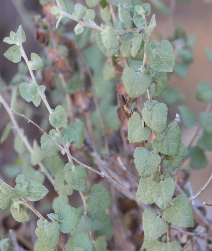 photo of California Brickellbush (Brickellia californica)