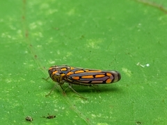 Apogonalia stalii