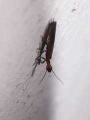 Oligotoma humbertiana