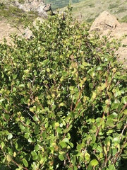 Betula nana