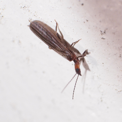 Oligotoma humbertiana