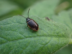 Microtheca ochroloma