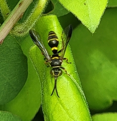Psammaletes mexicanus