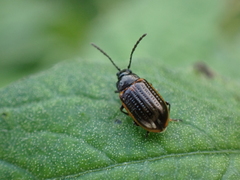 Microtheca ochroloma