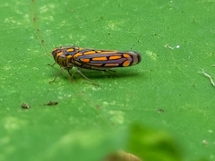 Apogonalia stalii