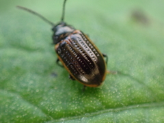 Microtheca ochroloma