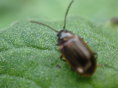 Microtheca ochroloma