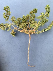 Euphorbia ocellata arenicola