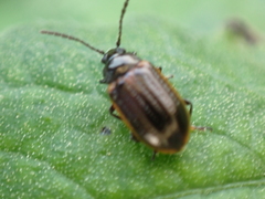 Microtheca ochroloma