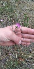 Dianthus campestris