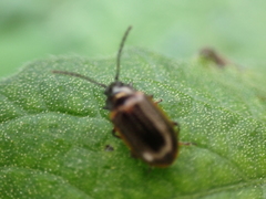 Microtheca ochroloma