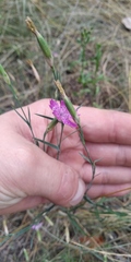 Dianthus campestris
