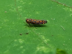 Apogonalia stalii