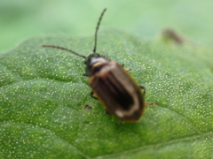 Microtheca ochroloma