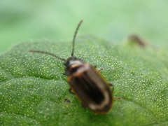 Microtheca ochroloma