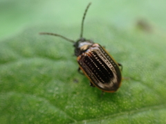 Microtheca ochroloma
