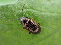 Microtheca ochroloma