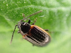 Microtheca ochroloma