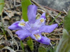 Iris lacustris
