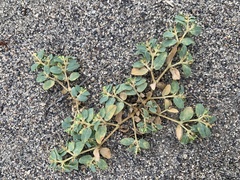 Euphorbia ocellata arenicola