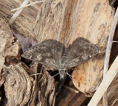 Hesperopsis alpheus