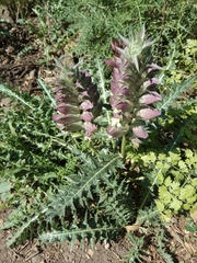 Acanthus syriacus
