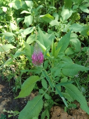 Trifolium purpureum