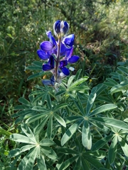 Lupinus pilosus