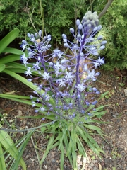 Scilla hyacinthoides